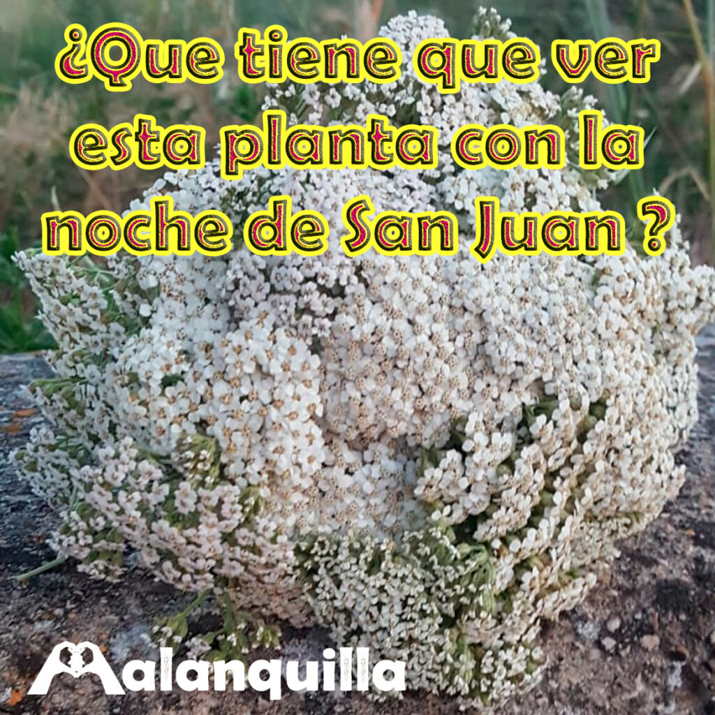 la noche de san juan en malanquilla es muy distinta al resto de tradiciones